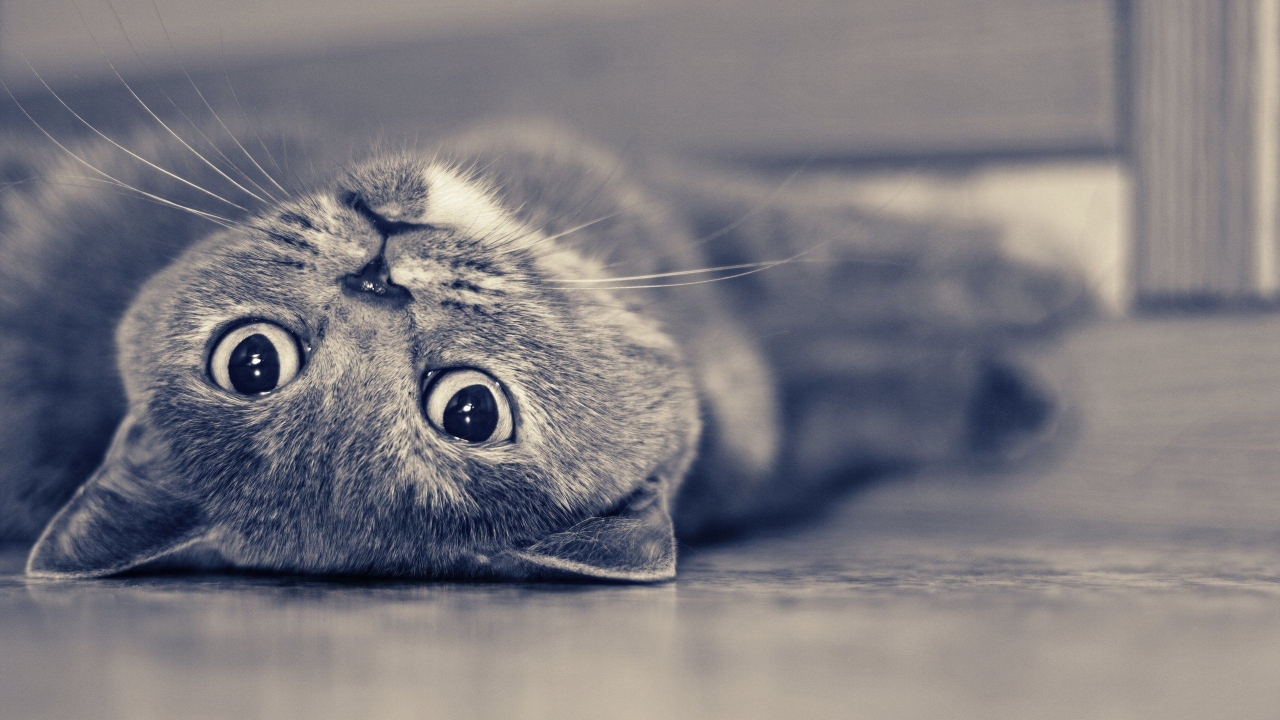 Vintage Cute Cat for 1280 x 720 HDTV 720p resolution