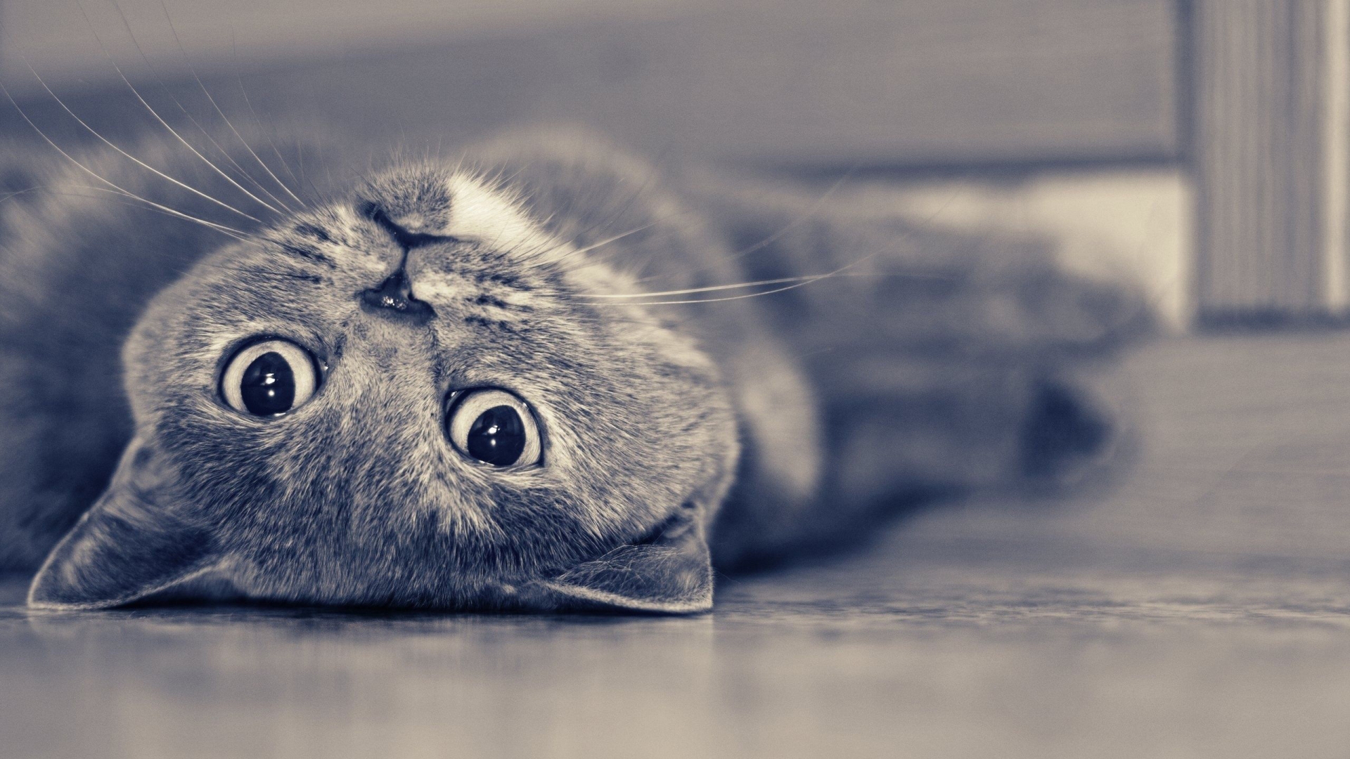 Vintage Cute Cat for 1920 x 1080 HDTV 1080p resolution