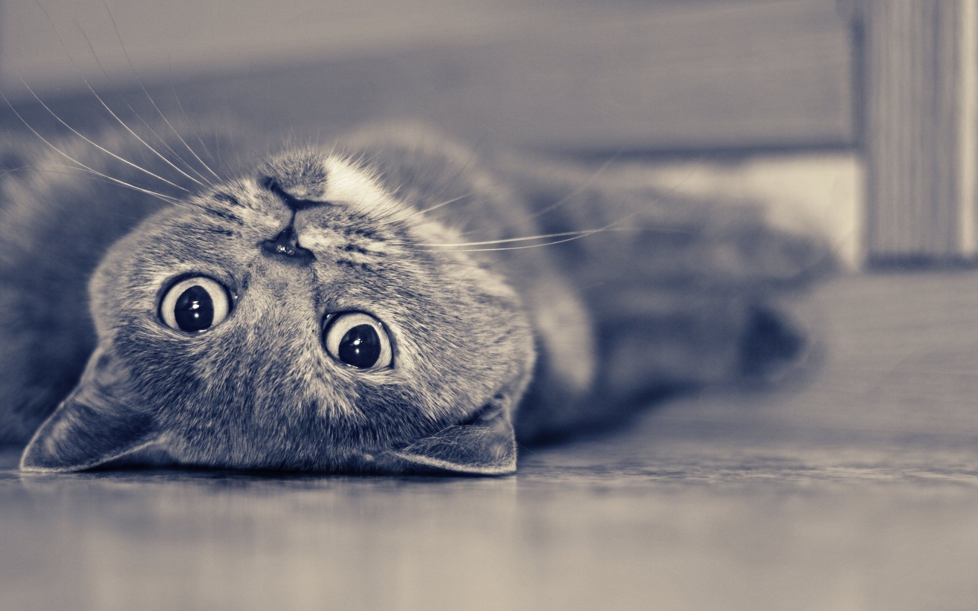 Vintage Cute Cat for 1920 x 1200 widescreen resolution