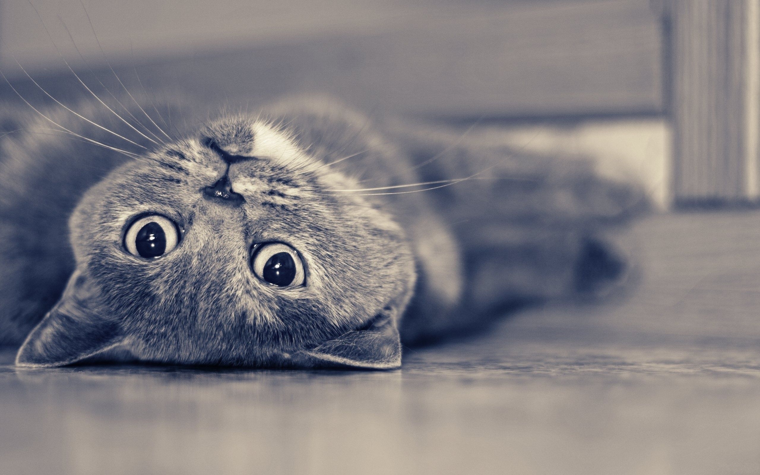 Vintage Cute Cat for 2560 x 1600 widescreen resolution