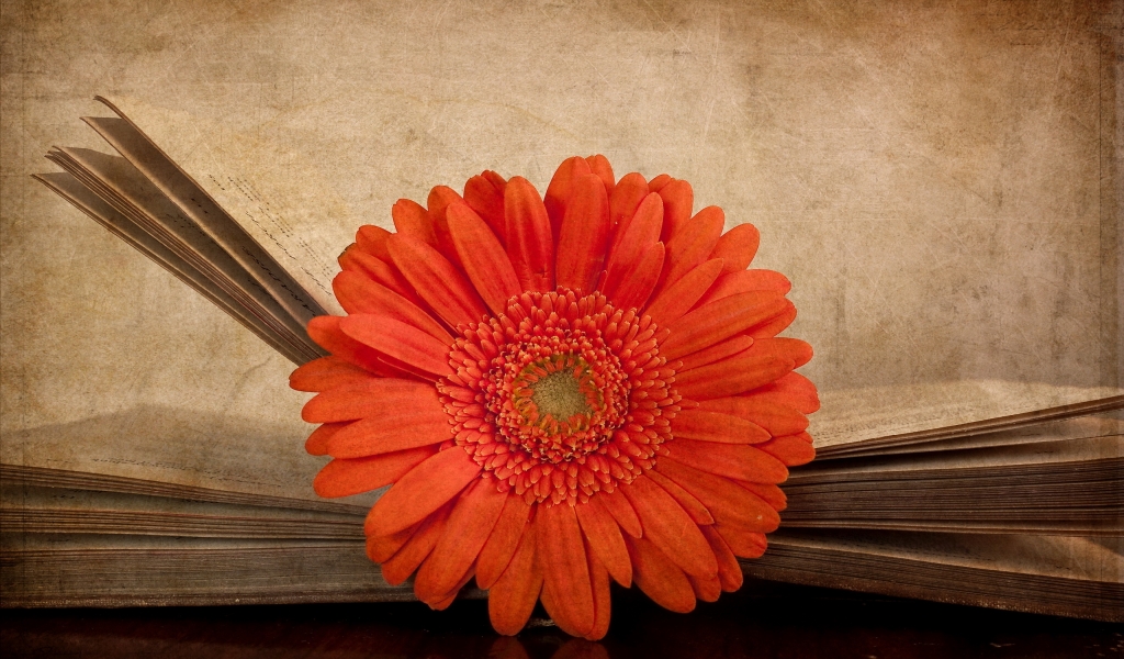 Vintage Red Gerbera for 1024 x 600 widescreen resolution