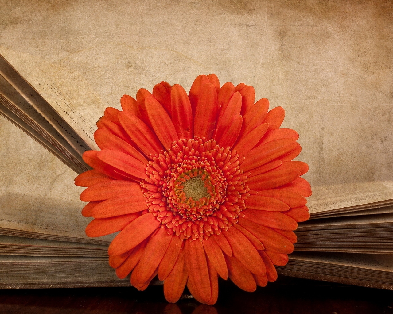 Vintage Red Gerbera for 1280 x 1024 resolution