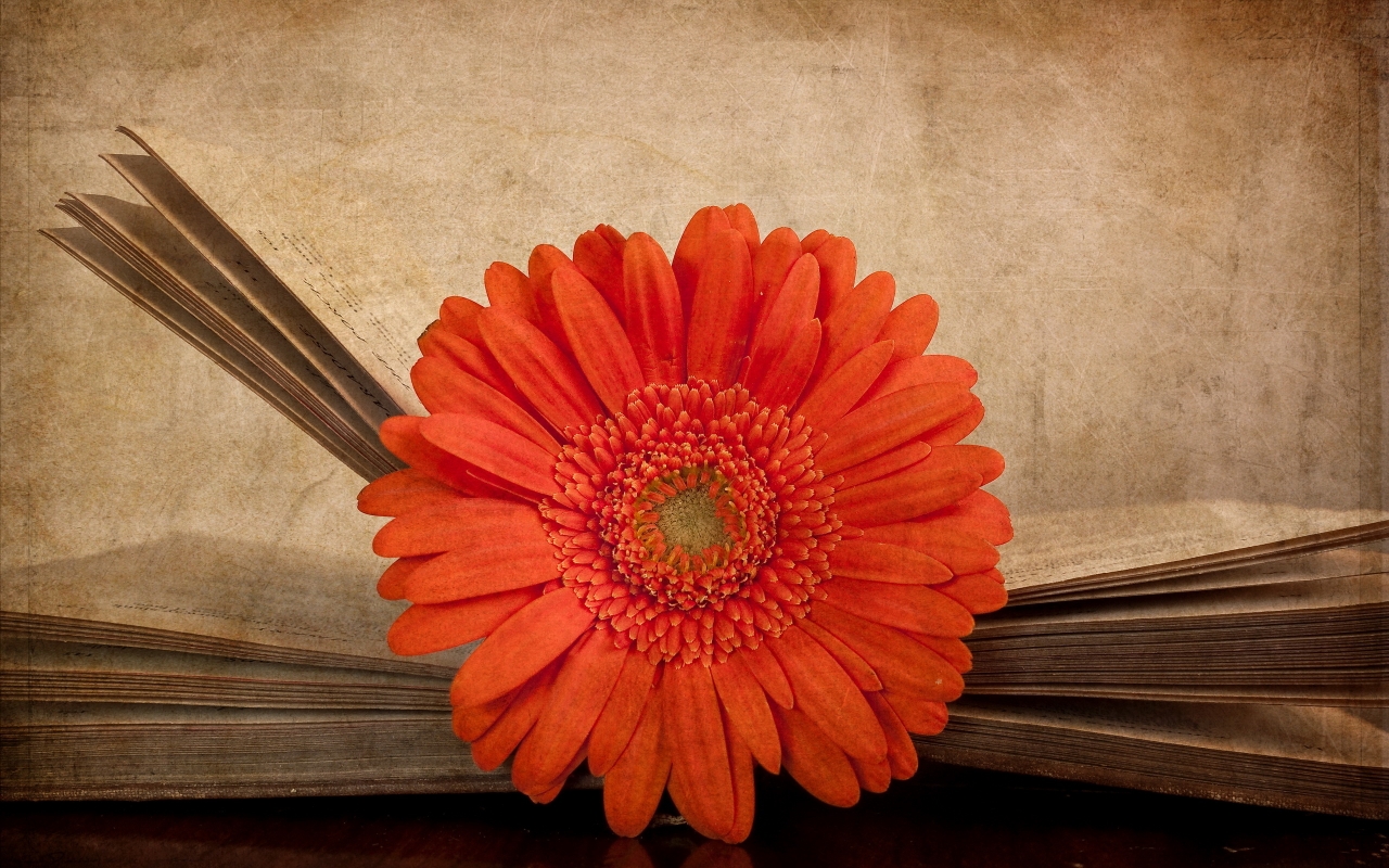 Vintage Red Gerbera for 1280 x 800 widescreen resolution