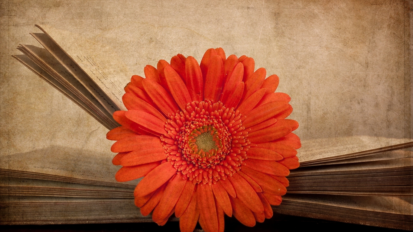 Vintage Red Gerbera for 1366 x 768 HDTV resolution