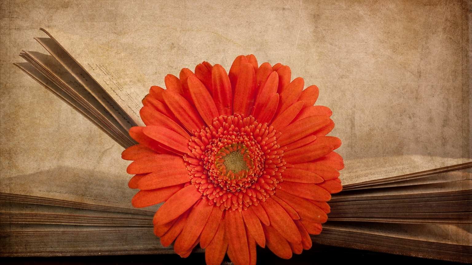 Vintage Red Gerbera for 1536 x 864 HDTV resolution