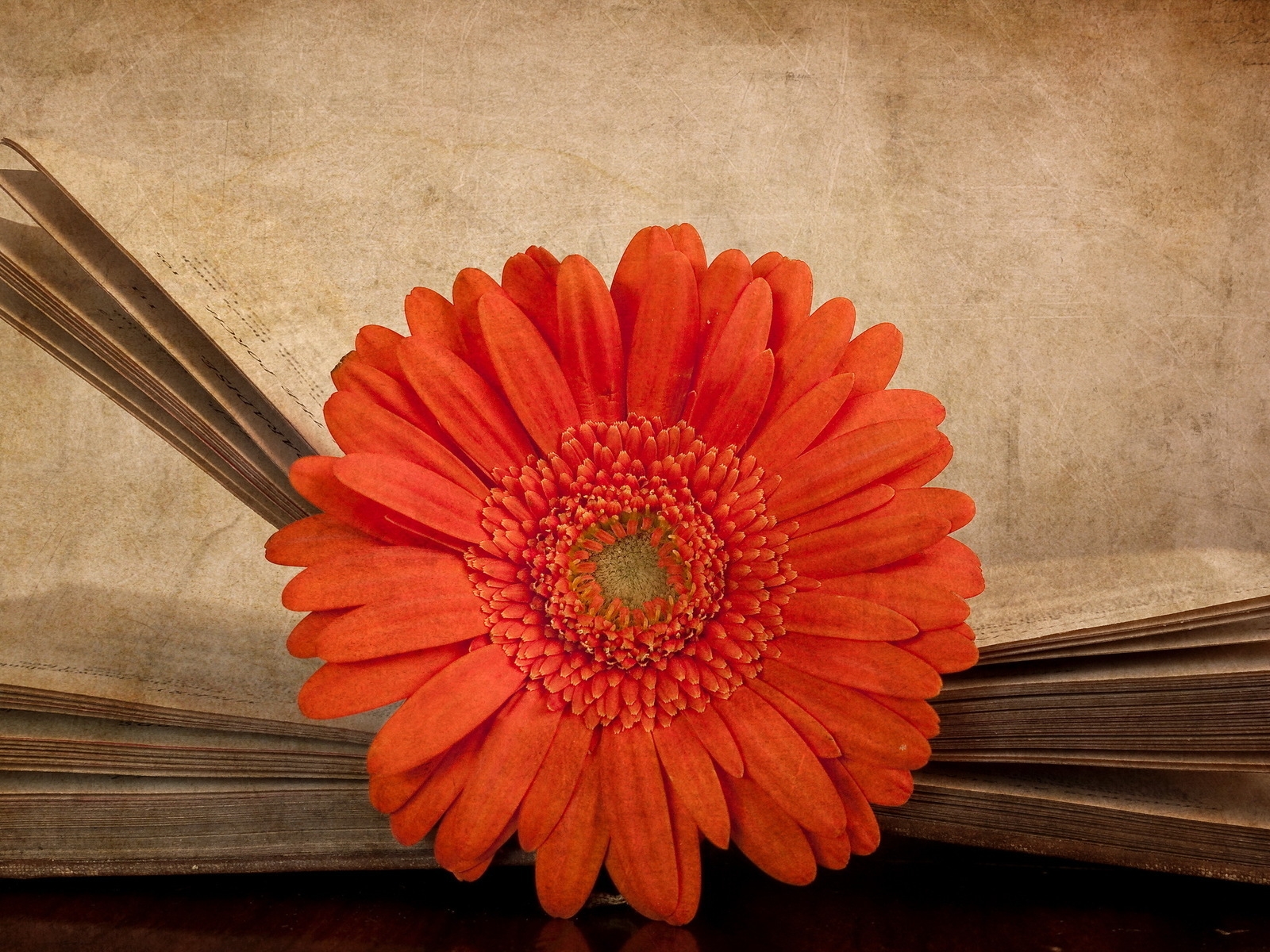 Vintage Red Gerbera for 1600 x 1200 resolution