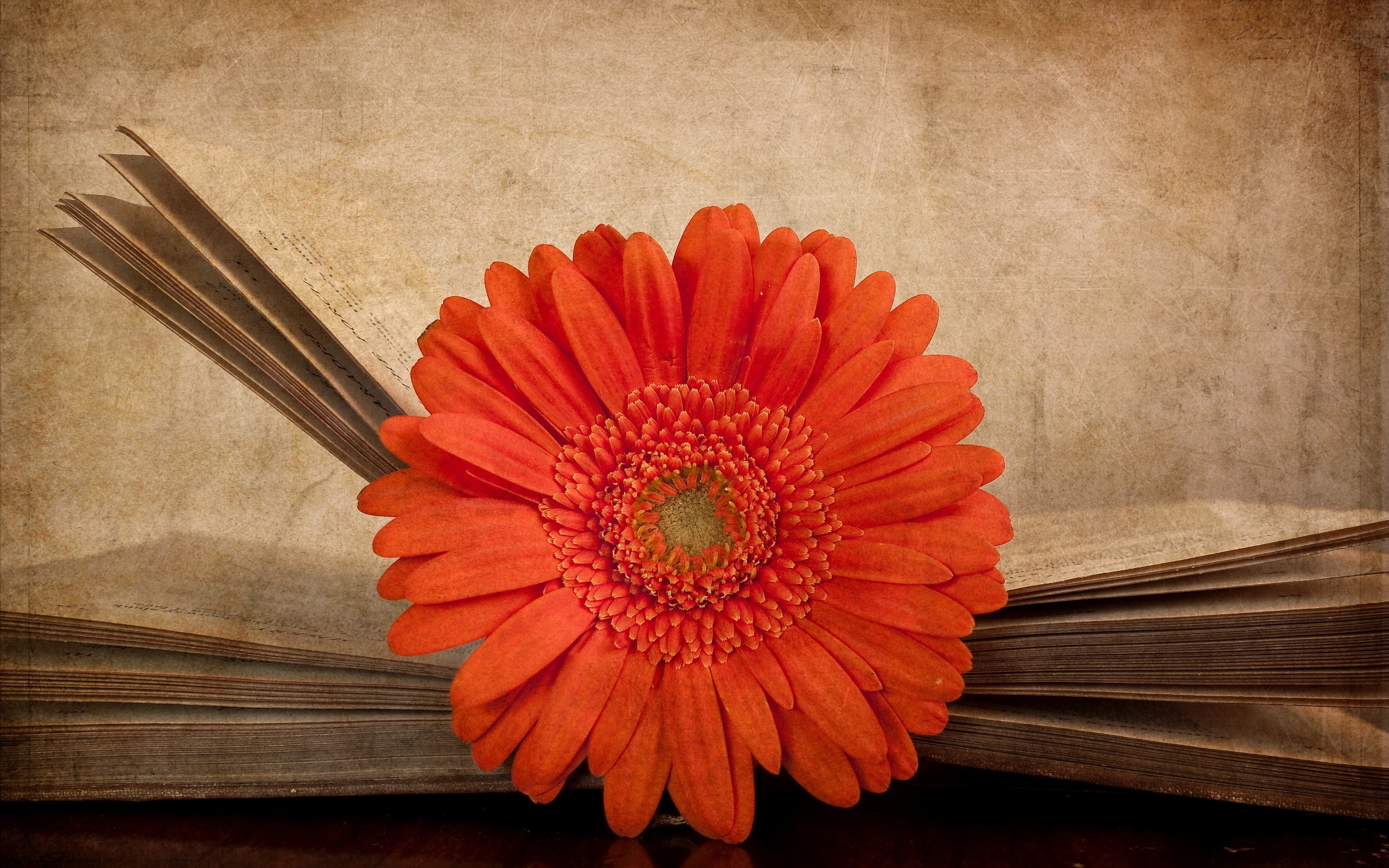 Vintage Red Gerbera for 2560 x 1600 widescreen resolution