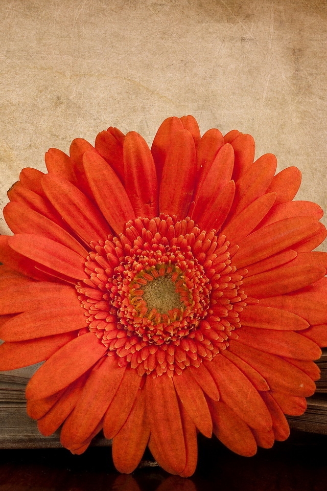 Vintage Red Gerbera for 640 x 960 iPhone 4 resolution