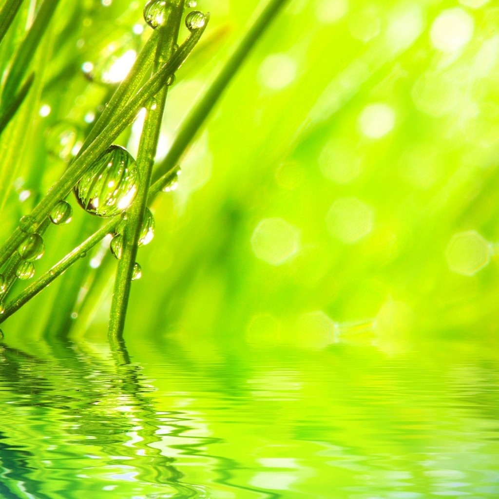 Water Drops on Grass for 1024 x 1024 iPad resolution