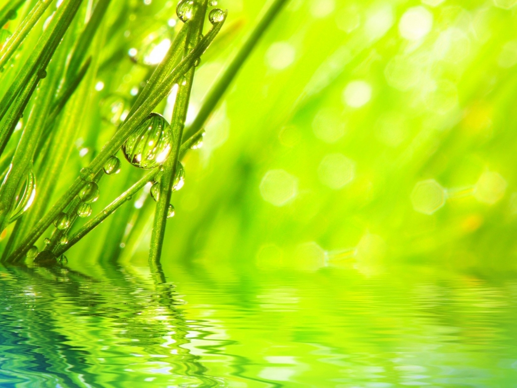 Water Drops on Grass for 1024 x 768 resolution