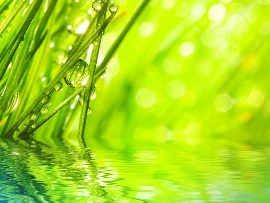 Water Drops on Grass for 1152 x 864 resolution