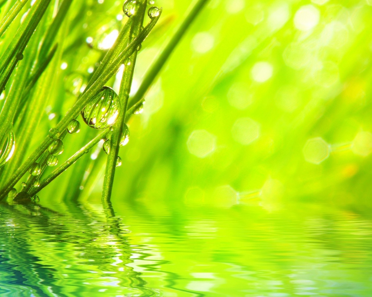 Water Drops on Grass for 1280 x 1024 resolution
