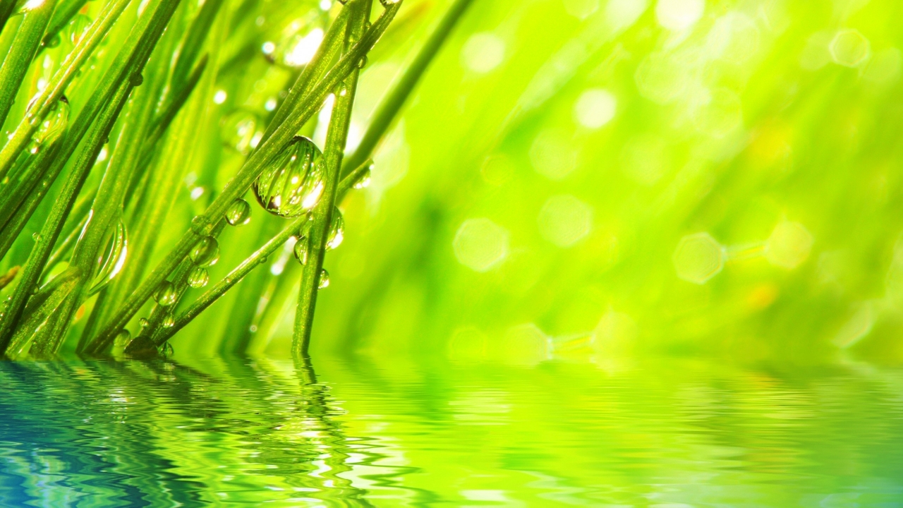 Water Drops on Grass for 1280 x 720 HDTV 720p resolution