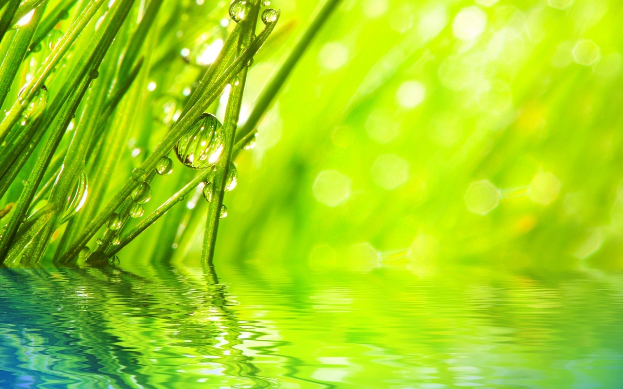 Water Drops on Grass for 1280 x 800 widescreen resolution