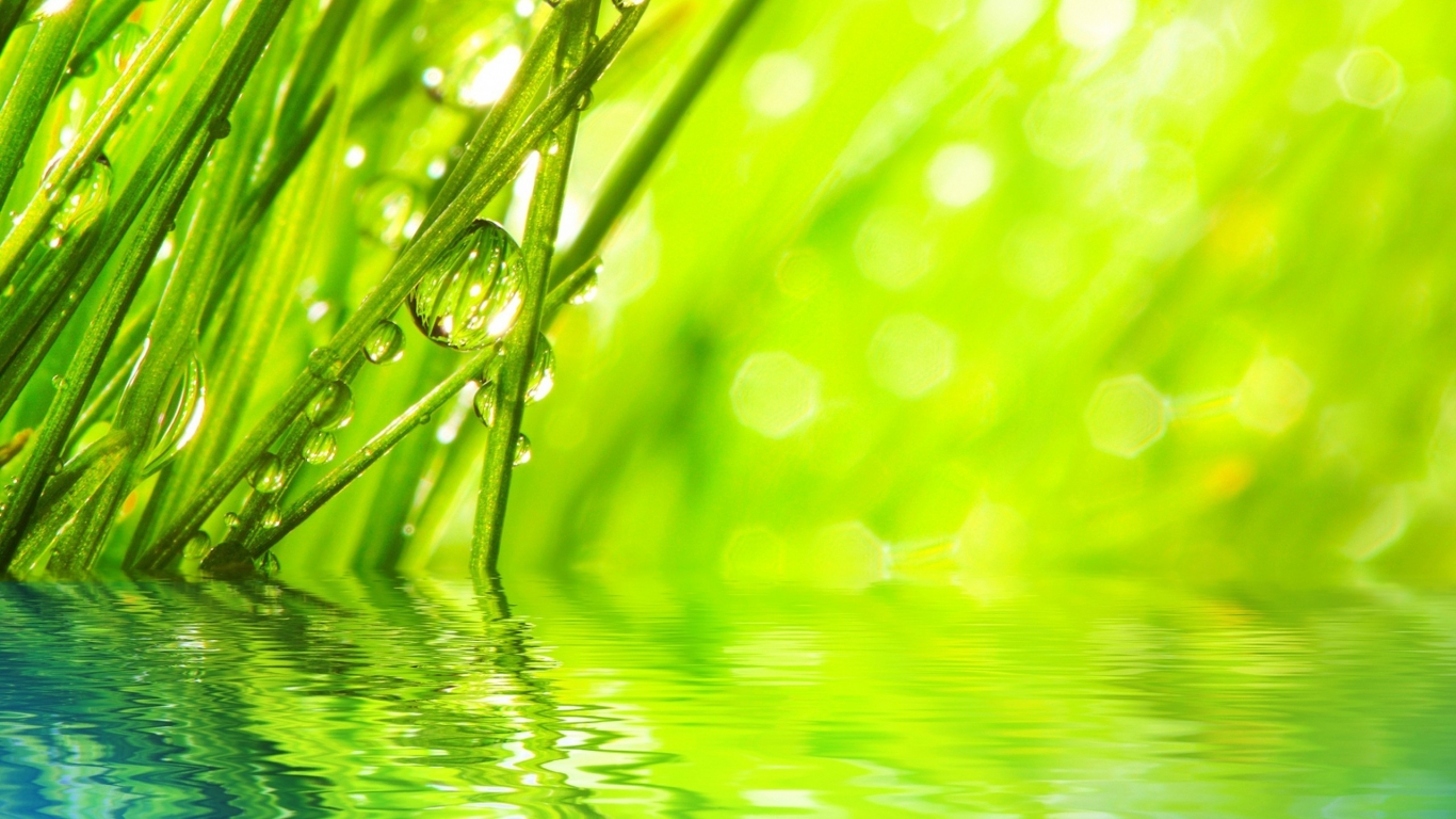 Water Drops on Grass for 1366 x 768 HDTV resolution