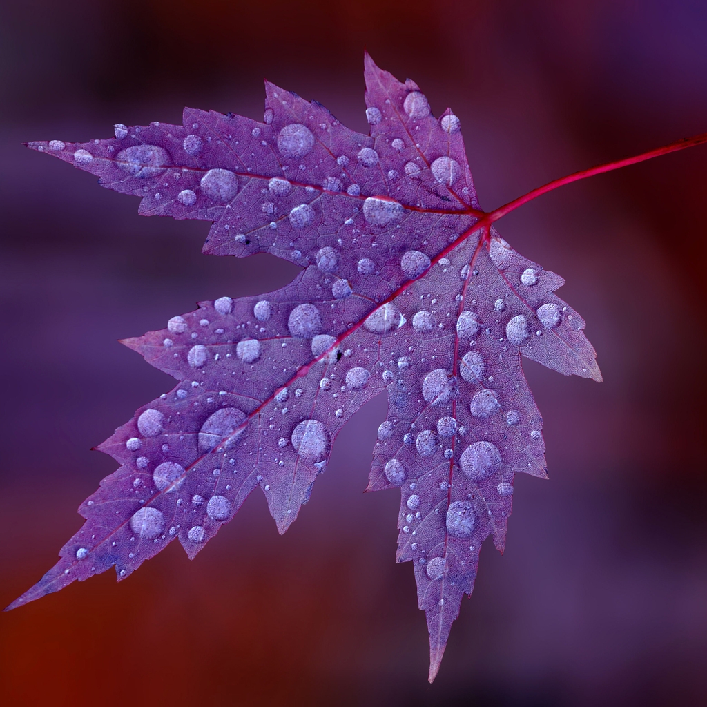 Water Drops on Purple Leaf  for 1024 x 1024 iPad resolution