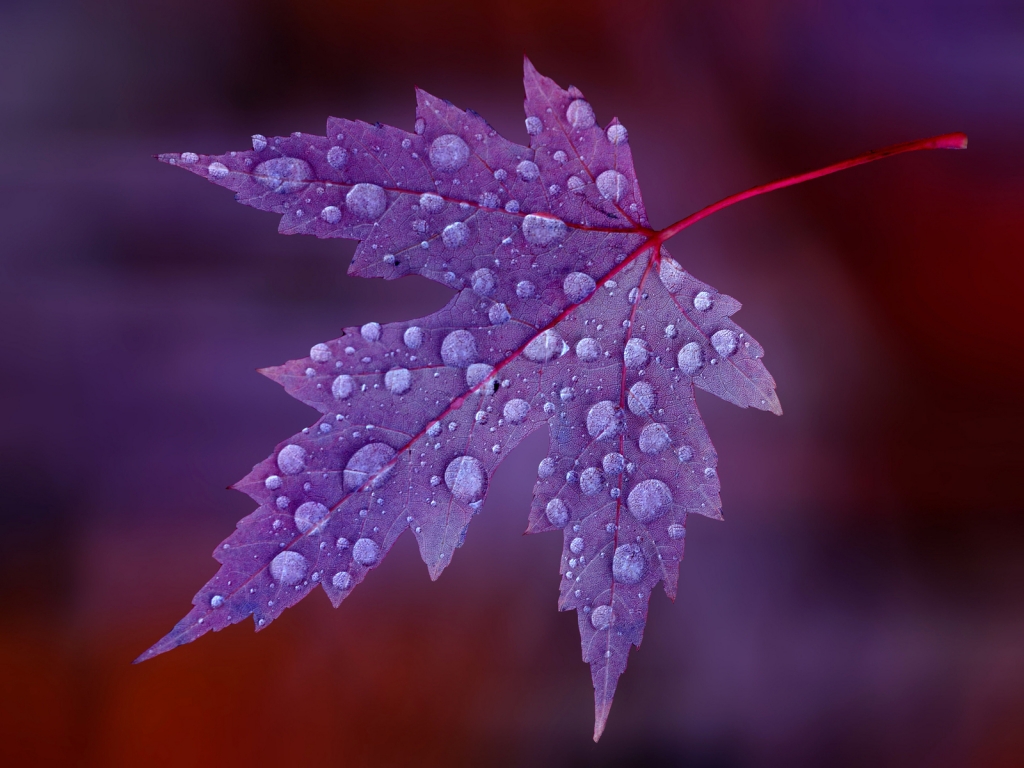 Water Drops on Purple Leaf  for 1024 x 768 resolution