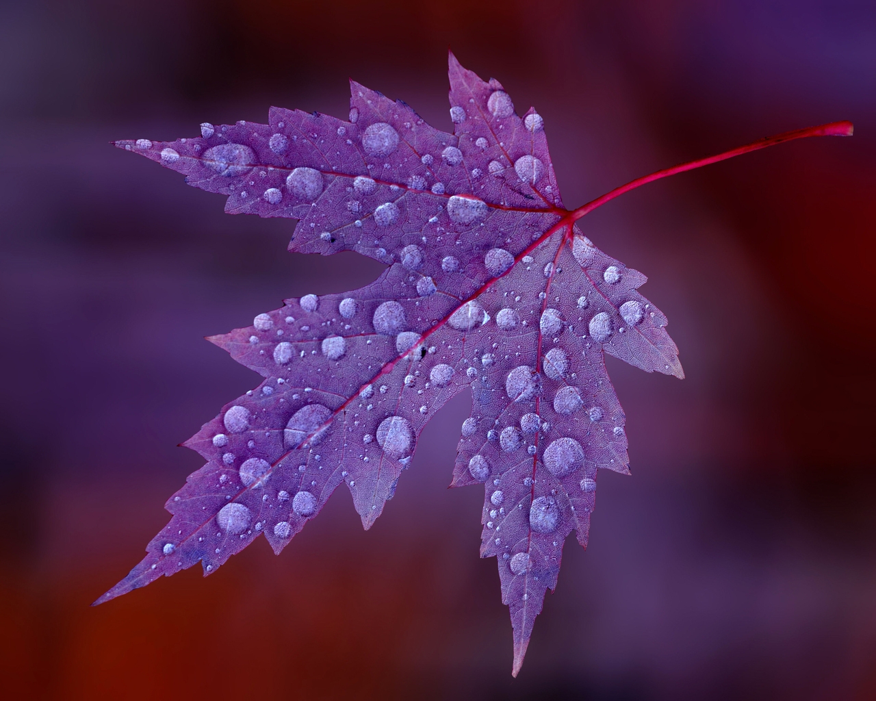 Water Drops on Purple Leaf  for 1280 x 1024 resolution