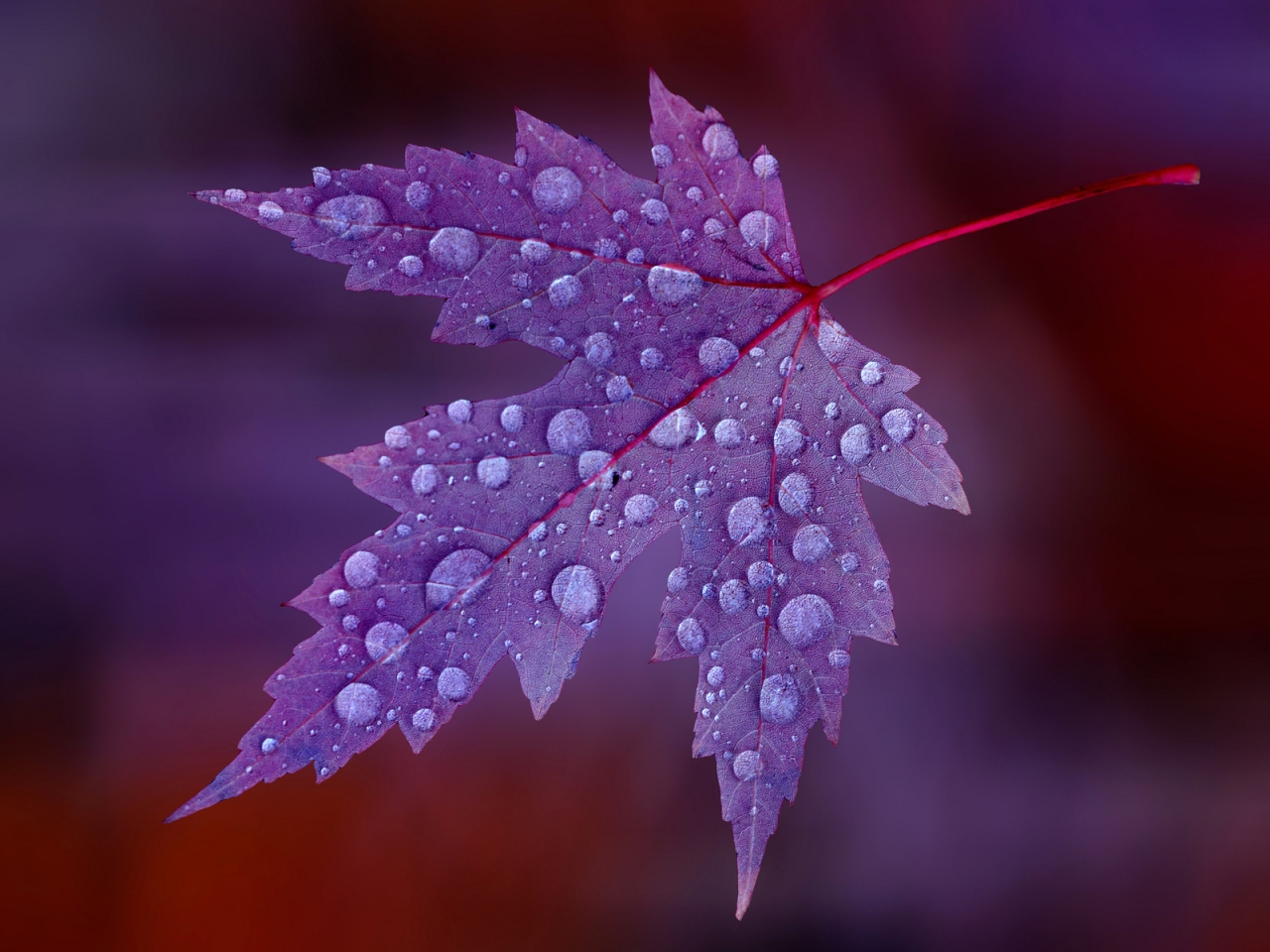 Water Drops on Purple Leaf  for 1280 x 960 resolution