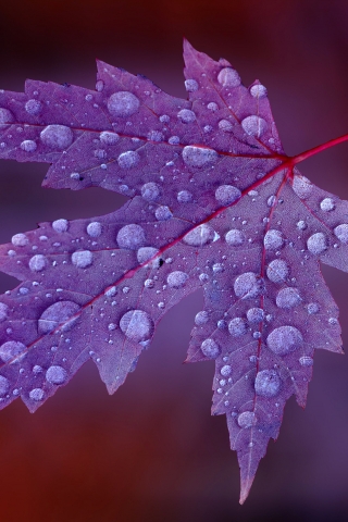 Water Drops on Purple Leaf  for 320 x 480 iPhone resolution