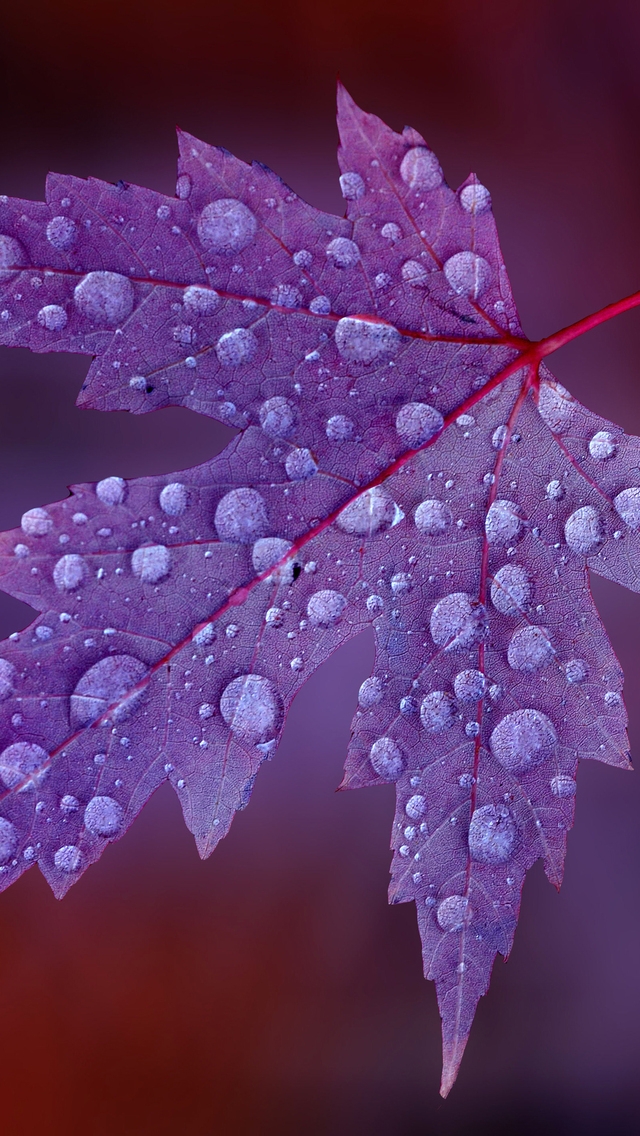Water Drops on Purple Leaf  for 640 x 1136 iPhone 5 resolution