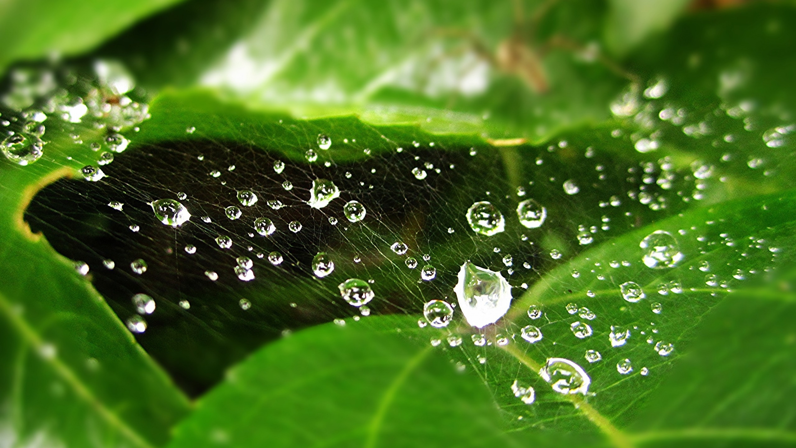 Water Drops on Spider Web  for 2560x1440 HDTV resolution