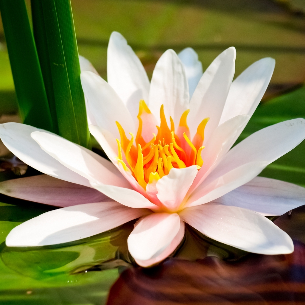 Water Lily for 1024 x 1024 iPad resolution