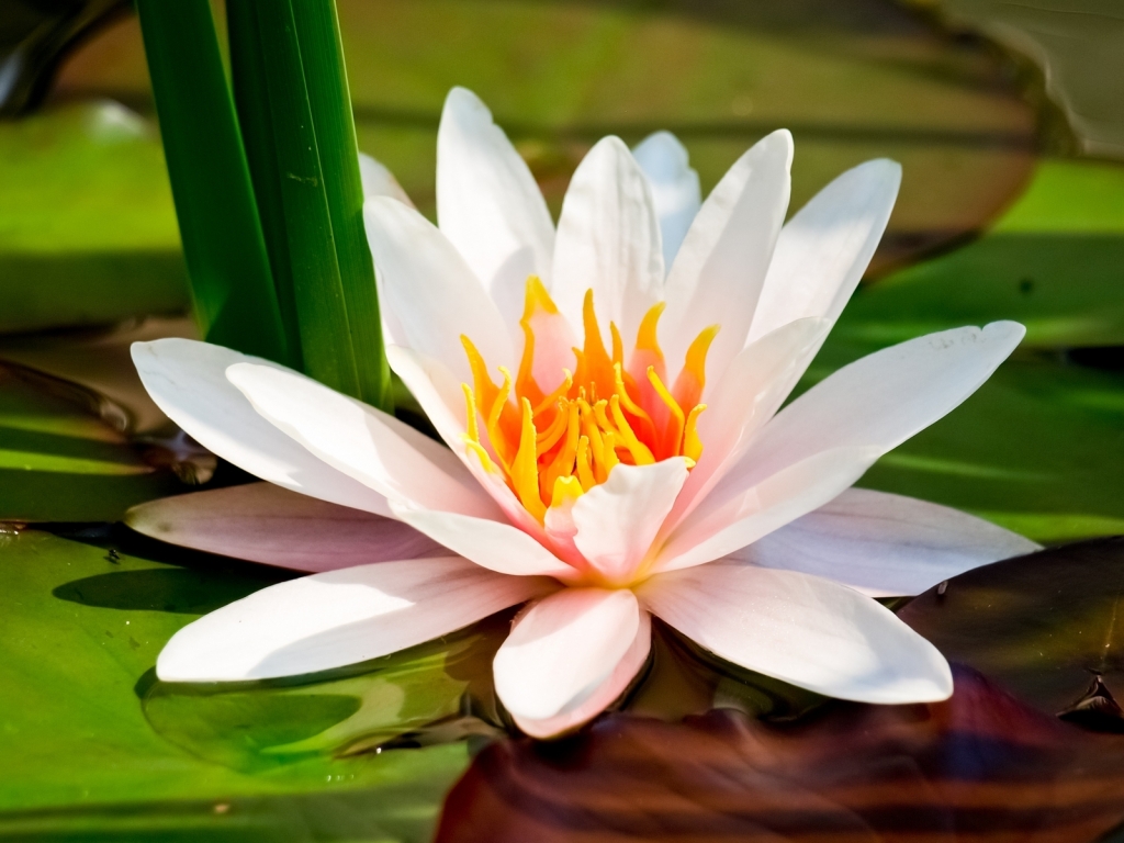 Water Lily for 1024 x 768 resolution
