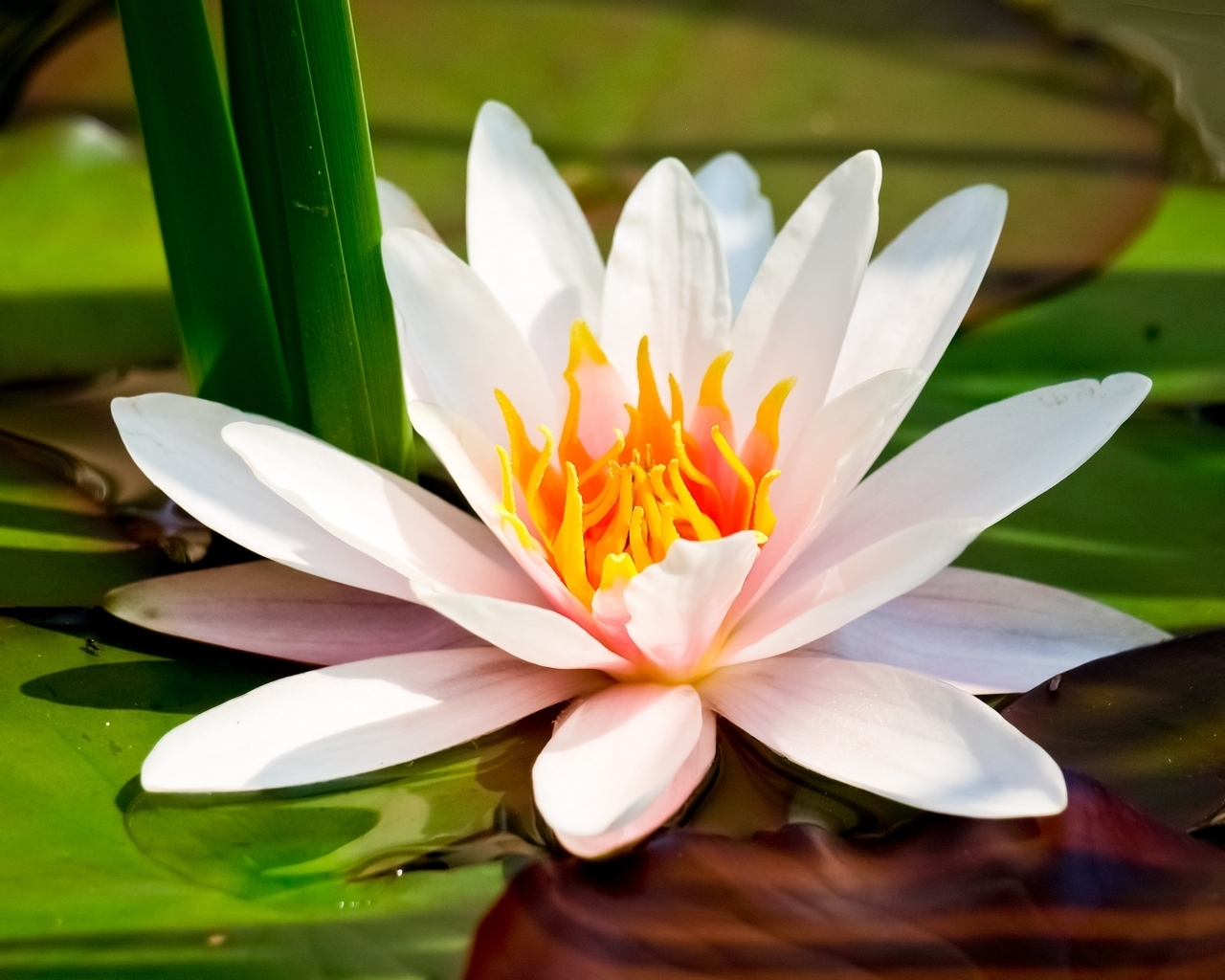 Water Lily for 1280 x 1024 resolution