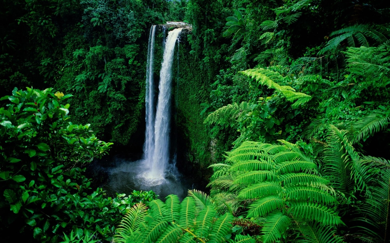 Waterfall in Forest Background for 1280 x 800 widescreen resolution