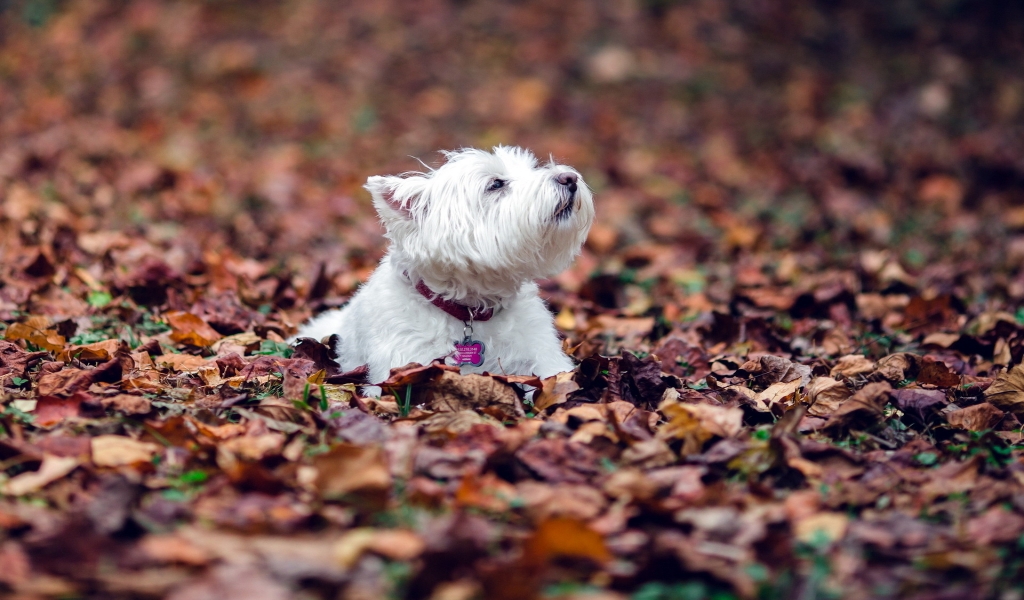 Westie Dog for 1024 x 600 widescreen resolution