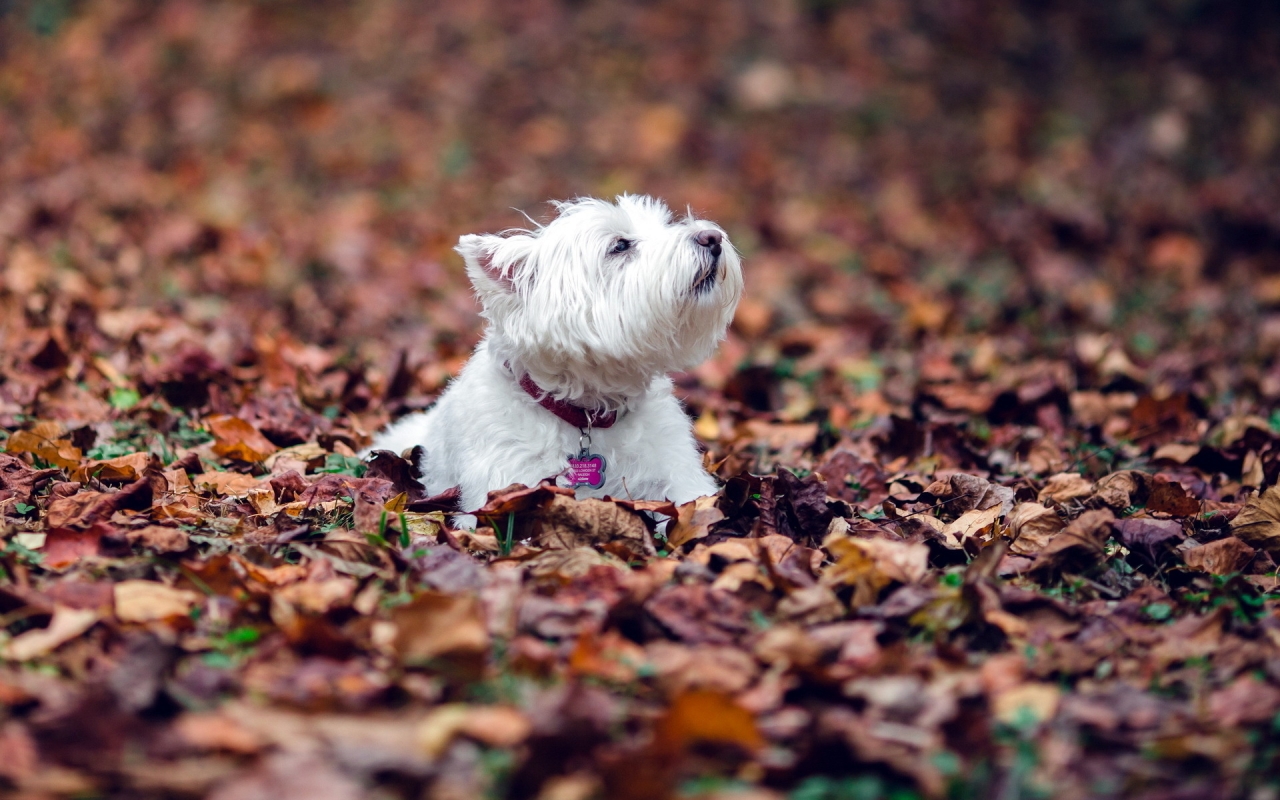 Westie Dog for 1280 x 800 widescreen resolution