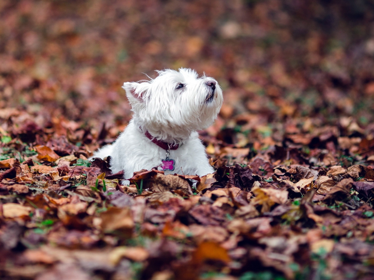 Westie Dog for 1280 x 960 resolution
