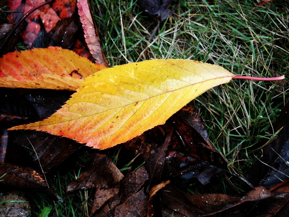 Wet Fallen Leaves for 1152 x 864 resolution