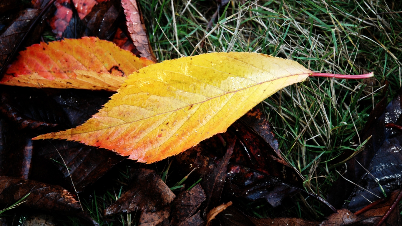 Wet Fallen Leaves for 1366 x 768 HDTV resolution