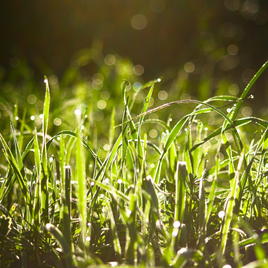 Wet Grass In The Sun  for 1024 x 1024 iPad resolution