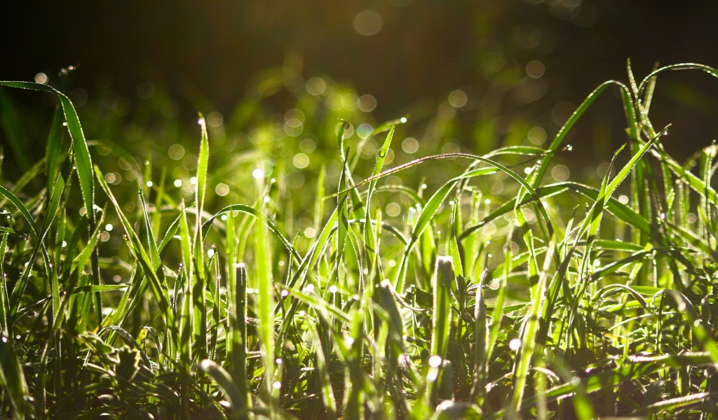 Wet Grass In The Sun  for 1024 x 600 widescreen resolution