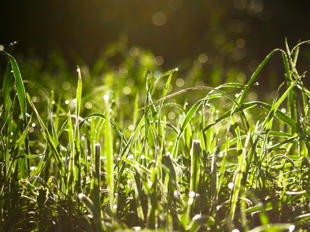 Wet Grass In The Sun  for 1024 x 768 resolution