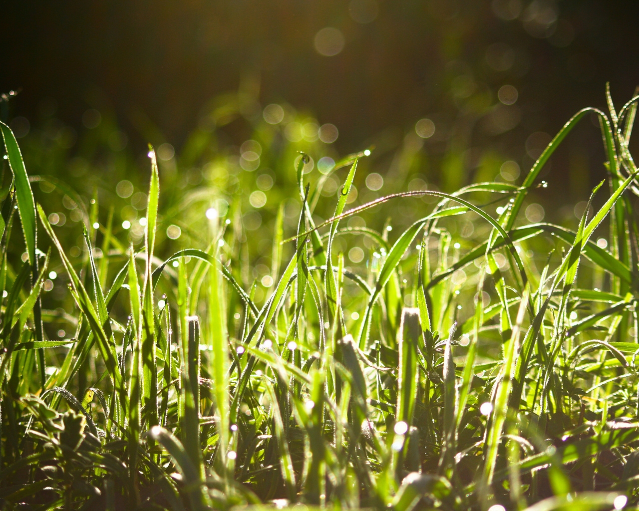 Wet Grass In The Sun  for 1280 x 1024 resolution