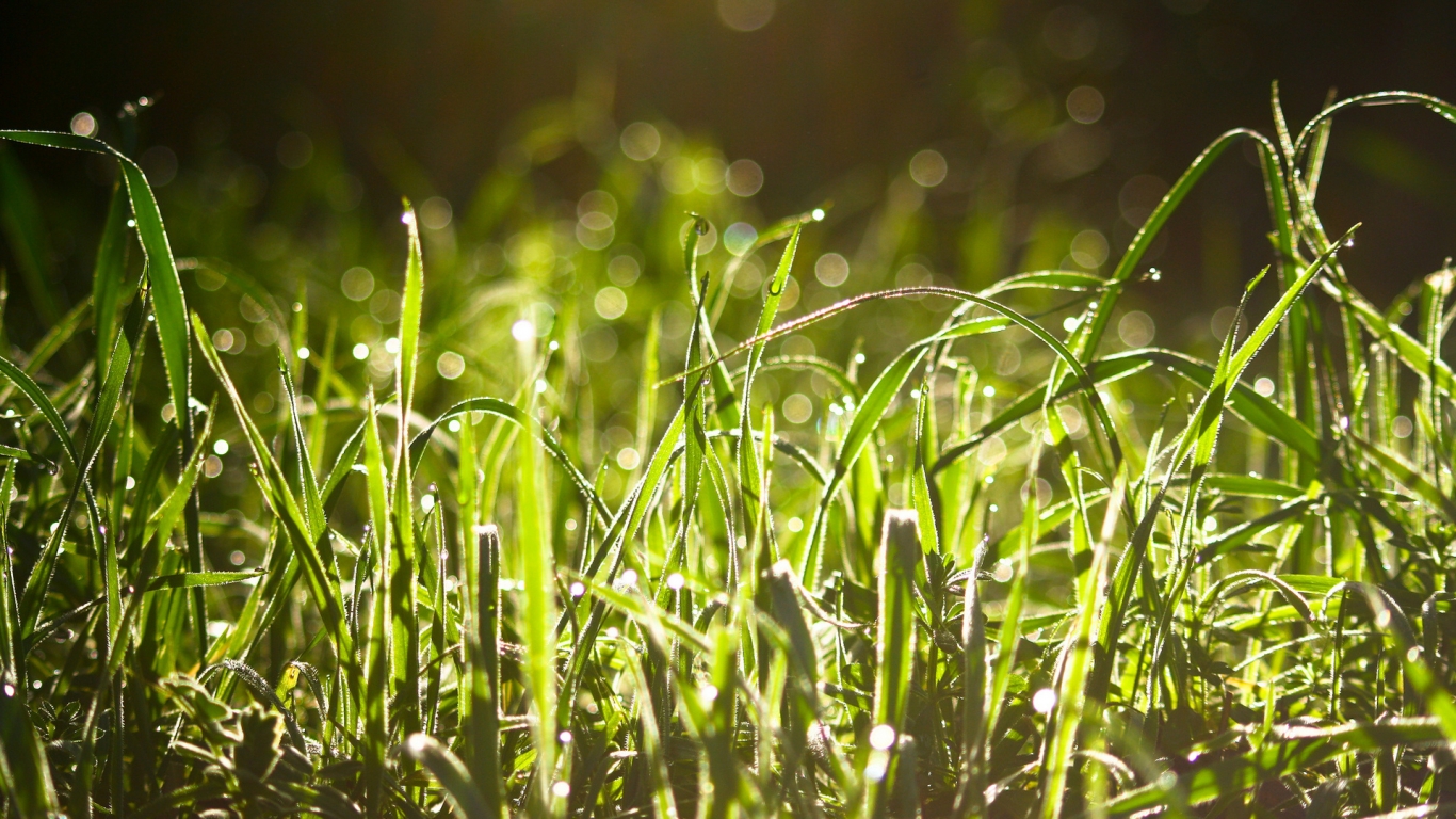 Wet Grass In The Sun  for 1366 x 768 HDTV resolution