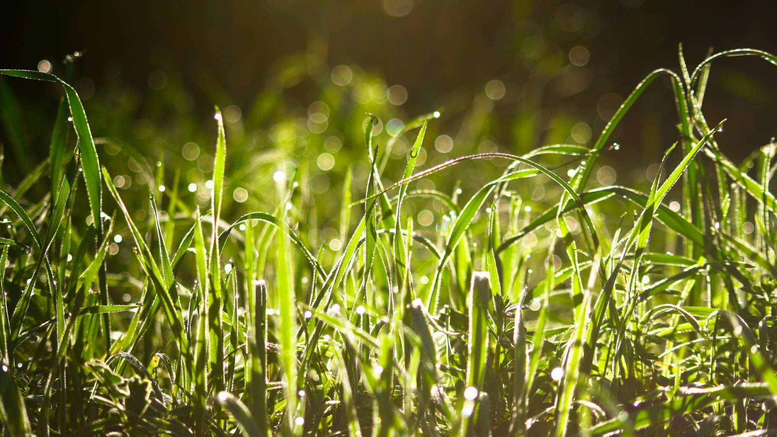 Wet Grass In The Sun  for 1600 x 900 HDTV resolution
