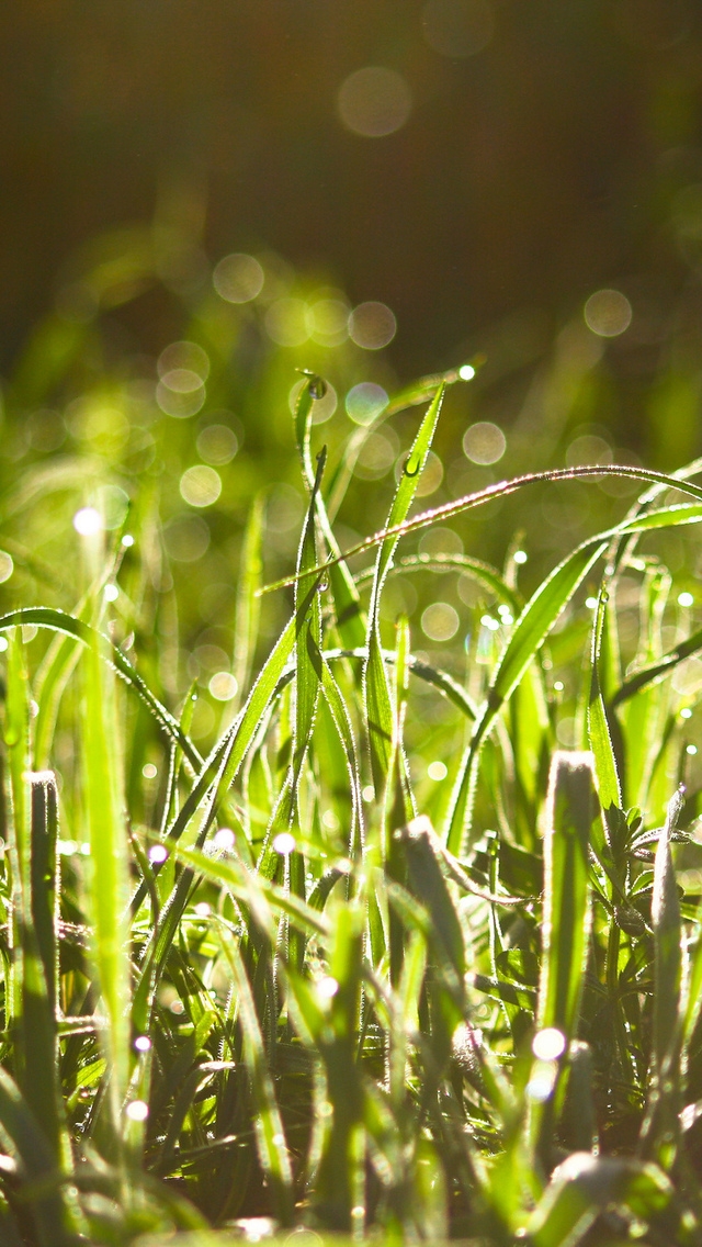 Wet Grass In The Sun  for 640 x 1136 iPhone 5 resolution