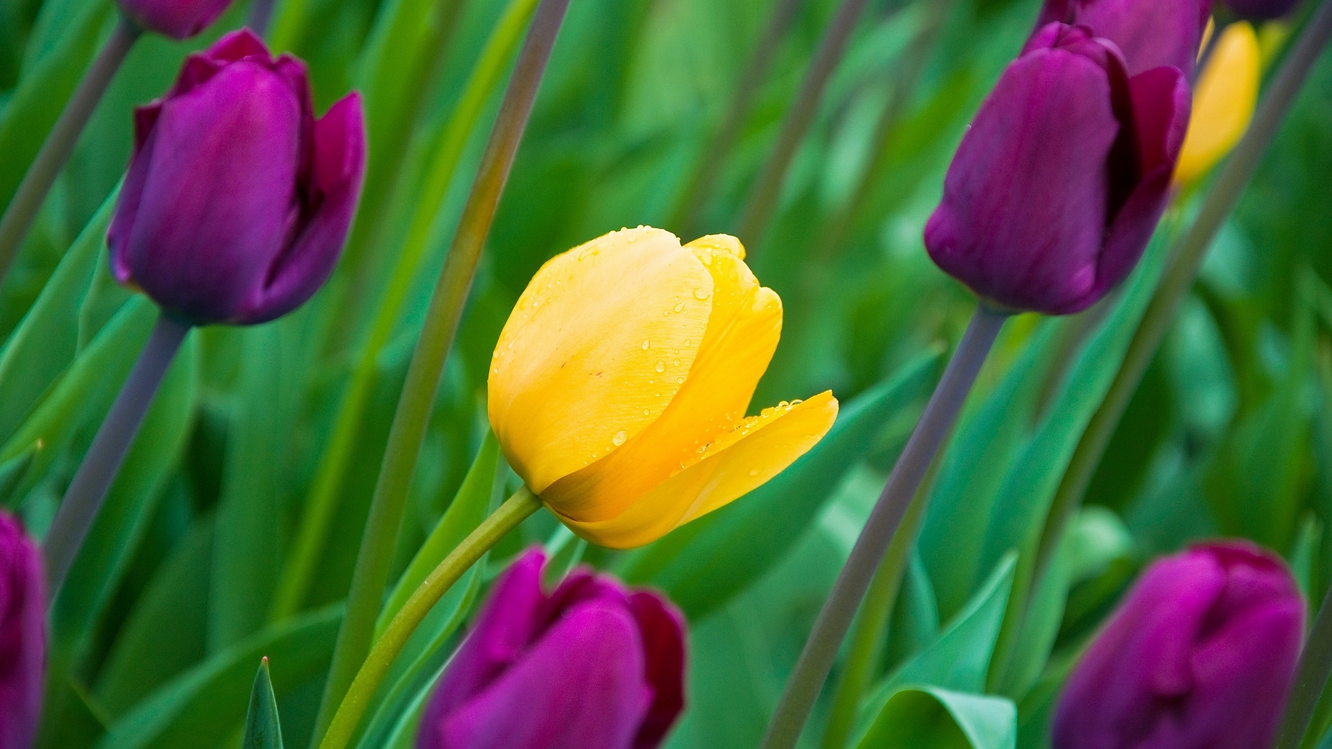 Wet Tulips for 1920 x 1080 HDTV 1080p resolution