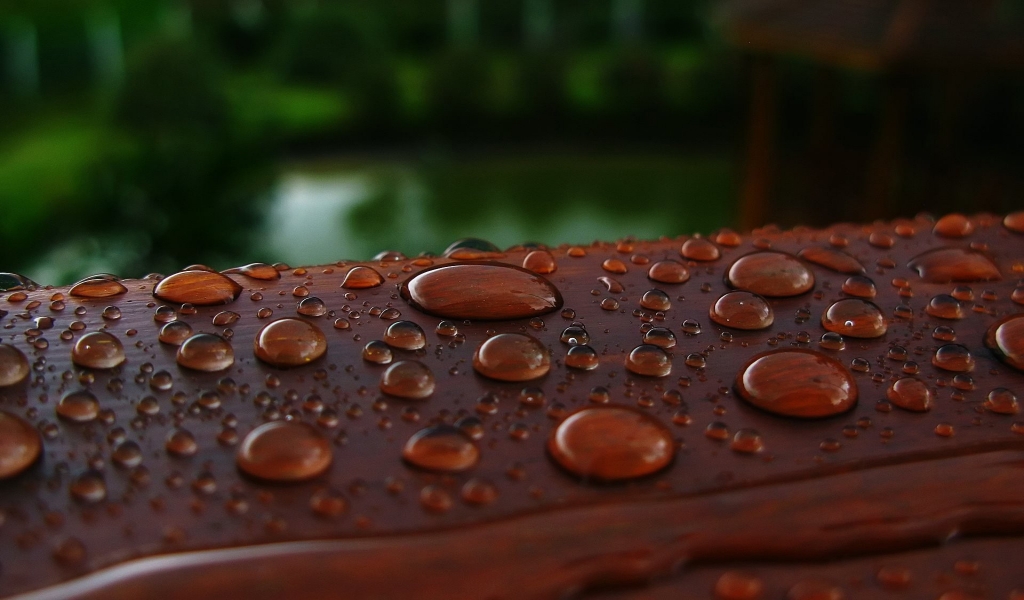 Wet Wood for 1024 x 600 widescreen resolution