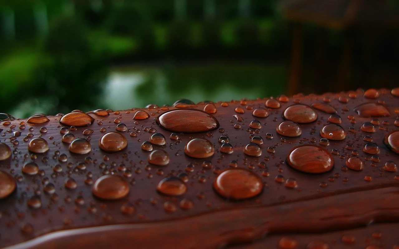 Wet Wood for 1280 x 800 widescreen resolution
