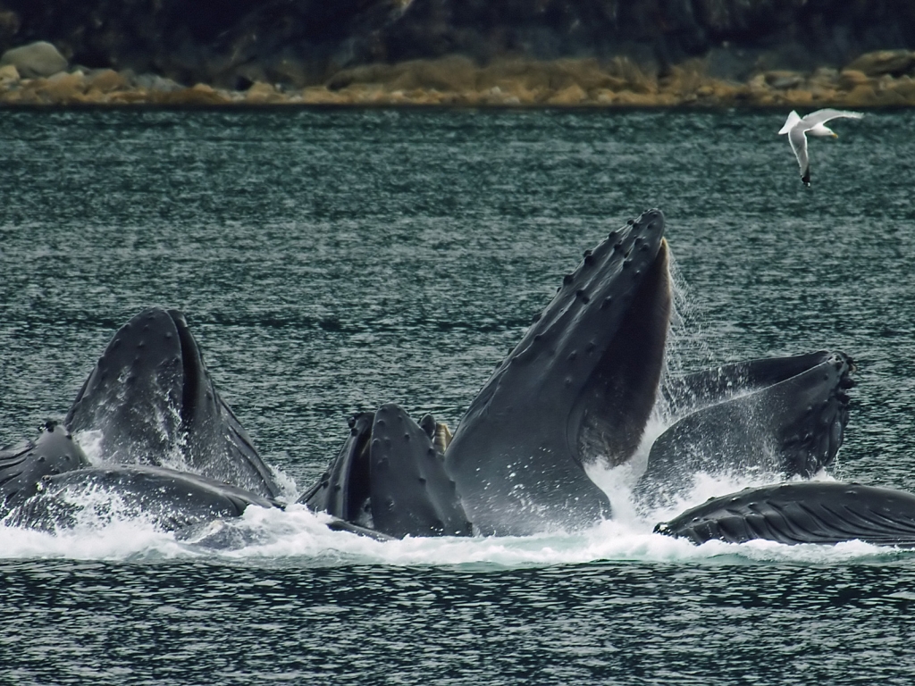 Whales bubble net feeding for 1024 x 768 resolution