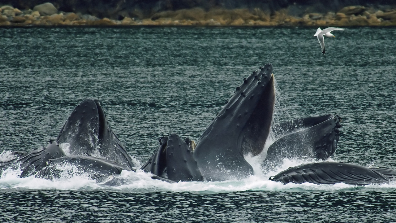 Whales bubble net feeding for 1280 x 720 HDTV 720p resolution