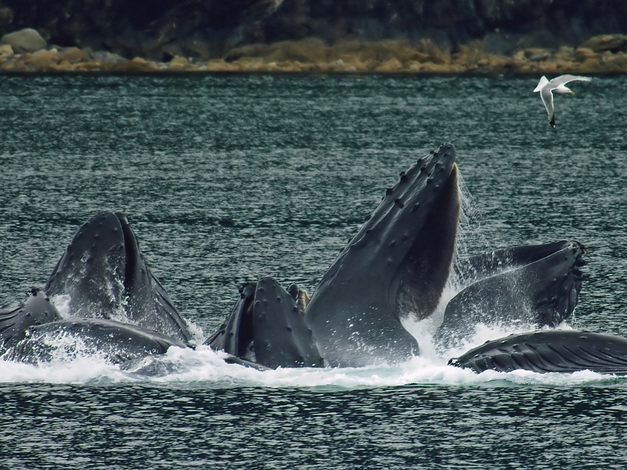 Whales bubble net feeding for 1280 x 960 resolution