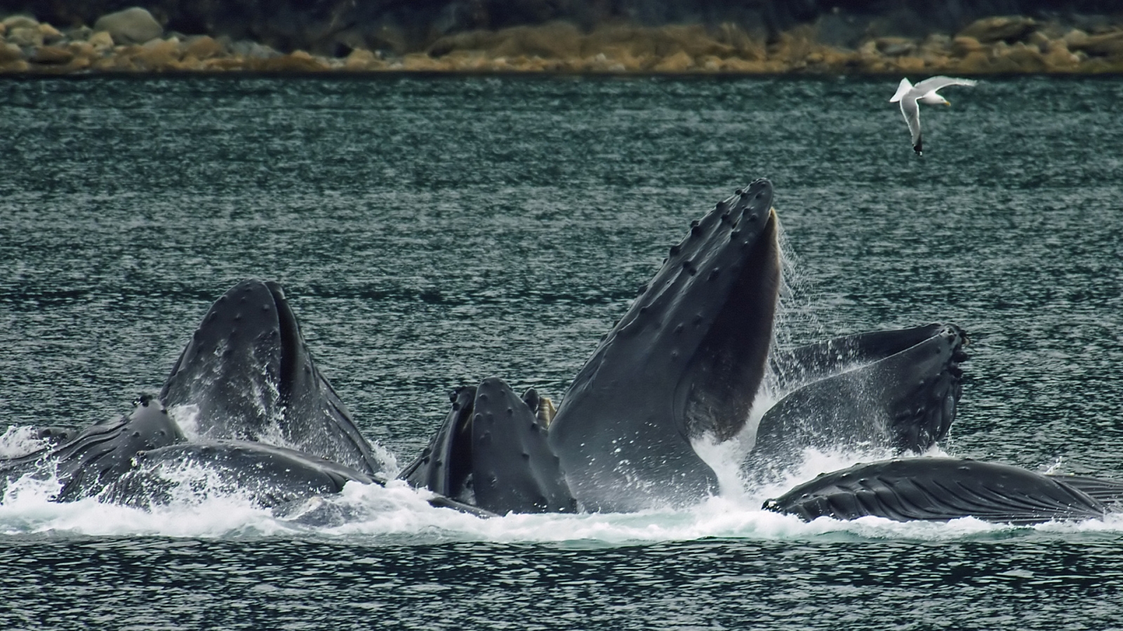Whales bubble net feeding for 1600 x 900 HDTV resolution