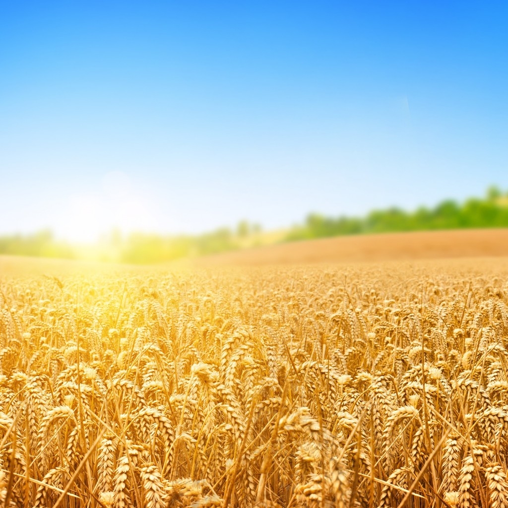 Wheat Field for 1024 x 1024 iPad resolution